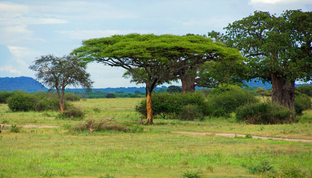 panorama of the African savannah with acacia tree in the foreground