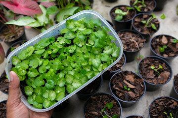 Babyplant of Caladium bicolor, is regarded as the 