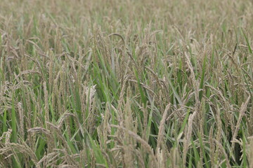水害で浸水し，泥が付着した稲穂