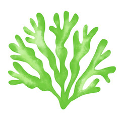 green seaweed leaf watercolor illustration