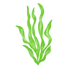 green seaweed leaf watercolor illustration © Wynnys Sa