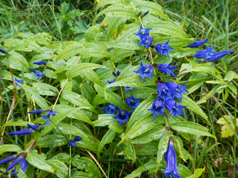 blaue Blüten des langstieligen Enzians