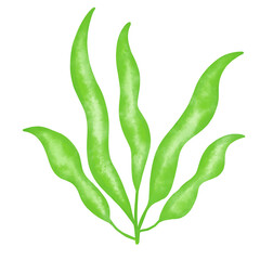 green seaweed leaf watercolor illustration