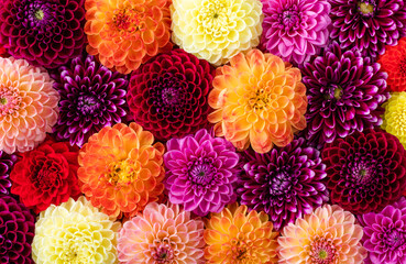 Colorful autumn dahlia flowers pattern as background. Top view.