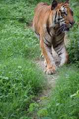 Indian tiger is standing on a grass field