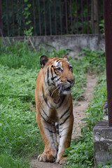 Indian tiger is standing on a grass field
