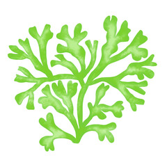 green seaweed leaf watercolor illustration © Wynnys Sa