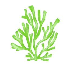 green seaweed leaf watercolor illustration