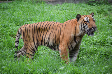 Fototapeta na wymiar Indian tiger is standing on a grass field
