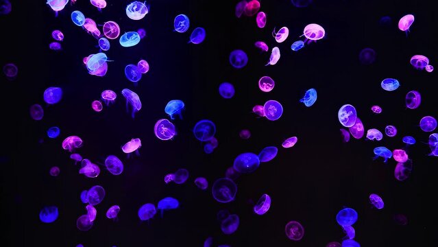 Colorful jellyfish closeup with dark background