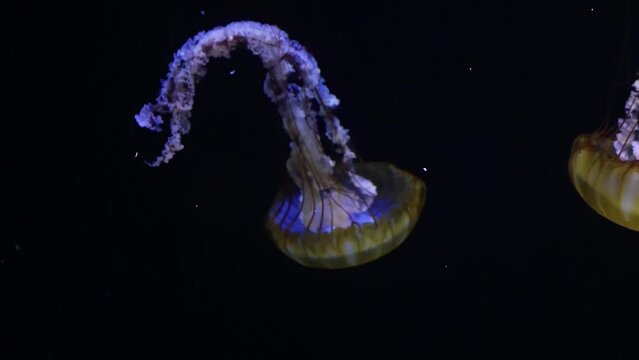 Yellow jellyfish with dark background
