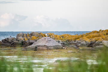 Fototapeta premium sesagulls sitting on rocks at northern coastline of Bornholm, Denmark