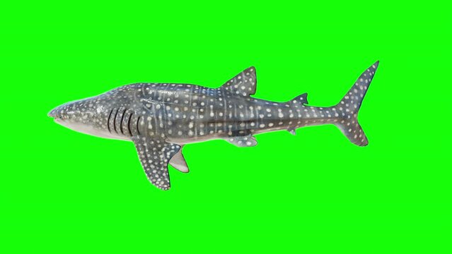 a whale shark isolate on green background. 3d animation of a whale shark
