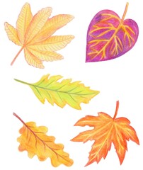 The illustration of autumn leaves. Set with autumn leaves, hand-drawn. 