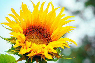 one big sunflower on a background of blue sky