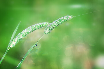 two green blades of grass on a green background blurred grass in the morning with dew drops on which a spider has stretched a web, lady's summer