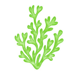 green seaweed leaf watercolor illustration