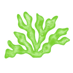 green seaweed leaf watercolor illustration