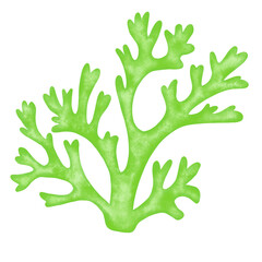 green seaweed leaf watercolor illustration