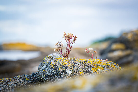flowers growing on rocks on northern coastline of batlic sea