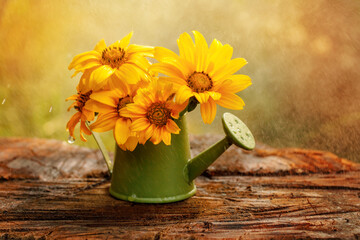 Yellow daisy flowers in watering can on the wood floor with nature background and rain drops