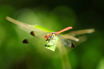 Japanese Red dragonfly 