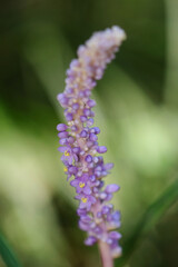 Close up macro photo of 