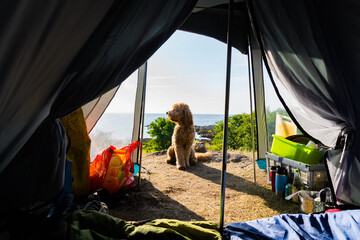 camping wth dog at coastline of bornholm