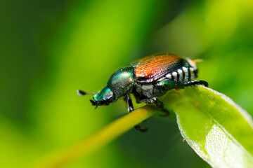 Japanese beetle 