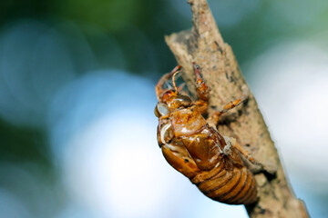 Bright summer sunshine and cicada shells on branches.