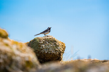 bird on the rock of bornholm coastline, denmark