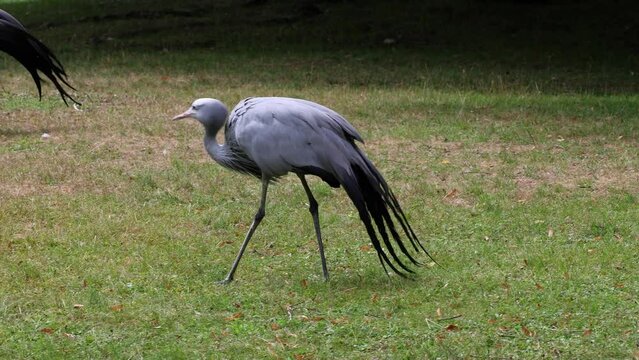 The Blue Crane, Grus paradisea, is an endangered bird specie endemic to Southern Africa. It is the national bird of South Africa