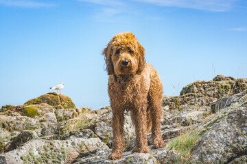 brown golden doodle dog standing at coastline with seagulls in background