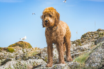 brown golden doodle dog standing at coastline with seagulls in background