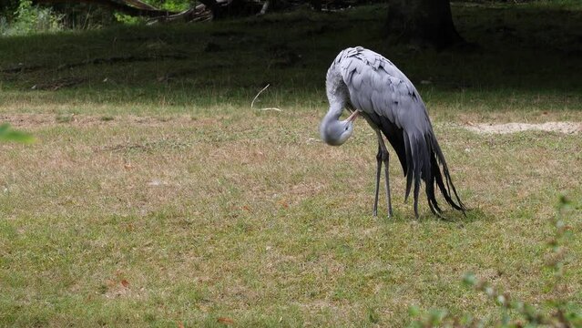 The Blue Crane, Grus paradisea, is an endangered bird specie endemic to Southern Africa. It is the national bird of South Africa
