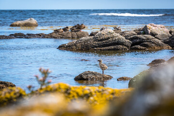 duckling standing on a rock at coastline of bornholm, denmark