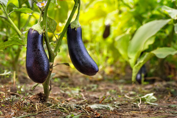 ripe purple eggplants growing on the bush