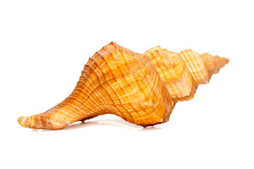 Image of Trapezium Horse Conch / Striped Fox Conch seashell (Pleuroploca trapezium) isolated on...