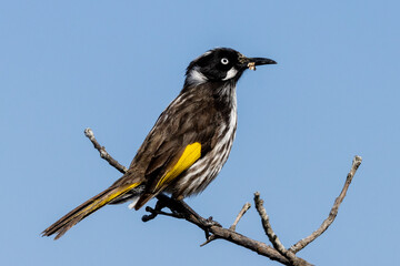 New Holland Honeyeater perched on branch
