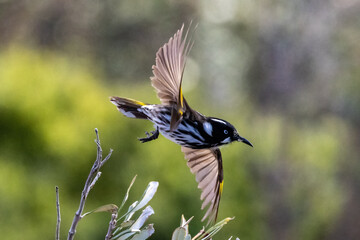 New Holland Honeyeater in flight