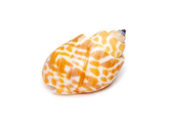 Image of babylonia spirata, common name the Spiral Babylon, is a species of sea snail, a marine...