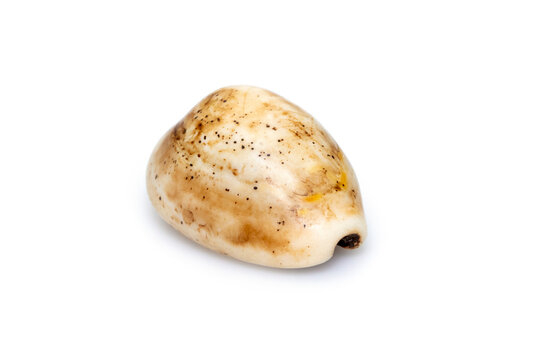 Luria isabella, common names Isabel's cowry, Isabella cowry or fawn-coloured cowry, is a species of sea snail, a cowry, a marine gastropod mollusk in the family Cypraeidae, the cowries. Sea Shells.