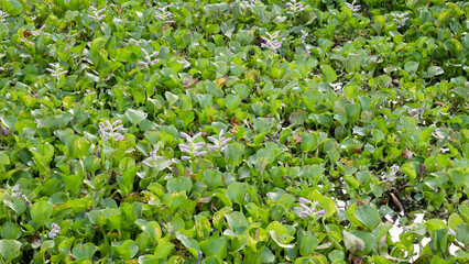 Fototapeta premium Common water hyacinth or Eichhornia crassipes