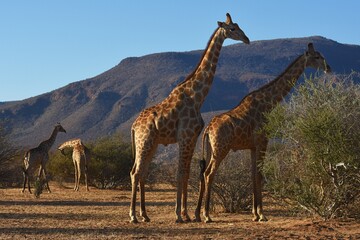 Steppengiraffe (giraffa camelopardalis) vor dem Erongo Gebirge in Namibia.