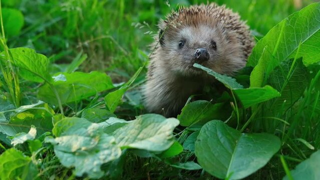 European hedgehog looks out of burdocks and sniffs. Wild animal raises its muzzle and licks its nose in grass. Slow motion.