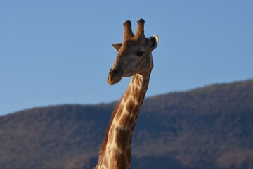 Steppengiraffe (giraffa camelopardalis) vor dem Erongo Gebirge in Namibia.