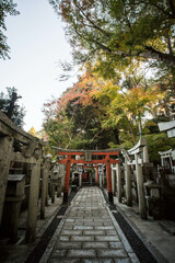 京都 五社大明神の新緑と鳥居に囲まれた道