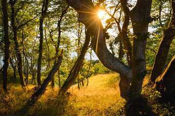 sunset in the woods of bornholm's coastline 