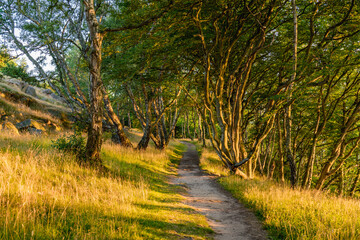 path in the woods during sunset in the forest of bornholm - obrazy, fototapety, plakaty
