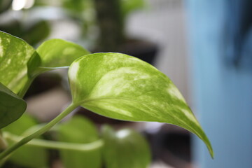 close up of green leaf
